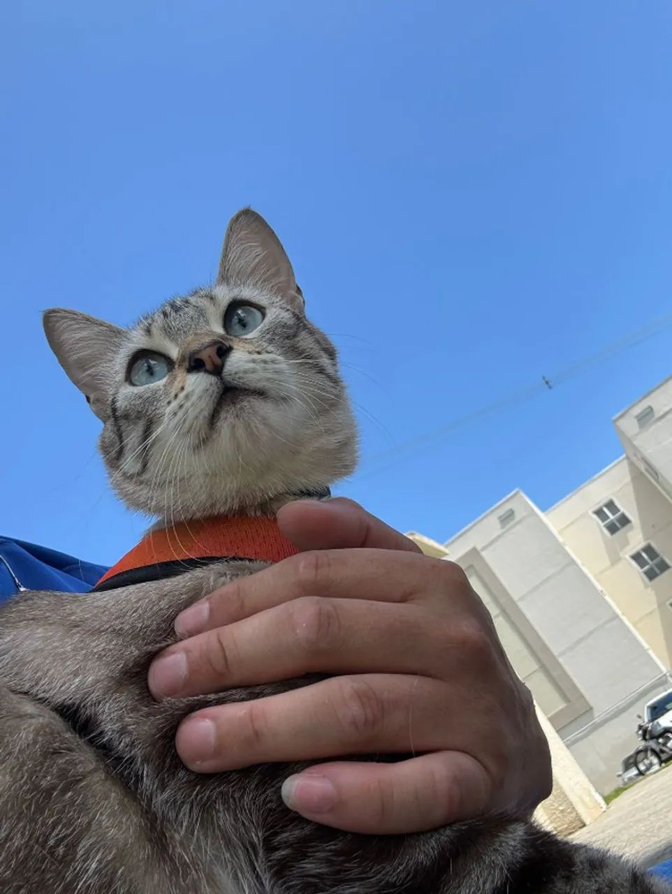Gata tigre e doe-se com carinho - Foto 4