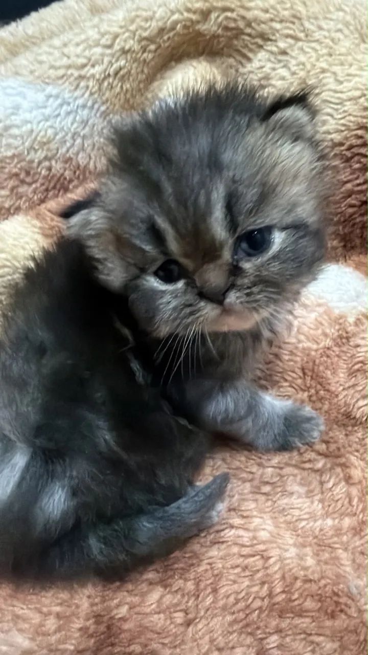 Gato persa  - Foto 2