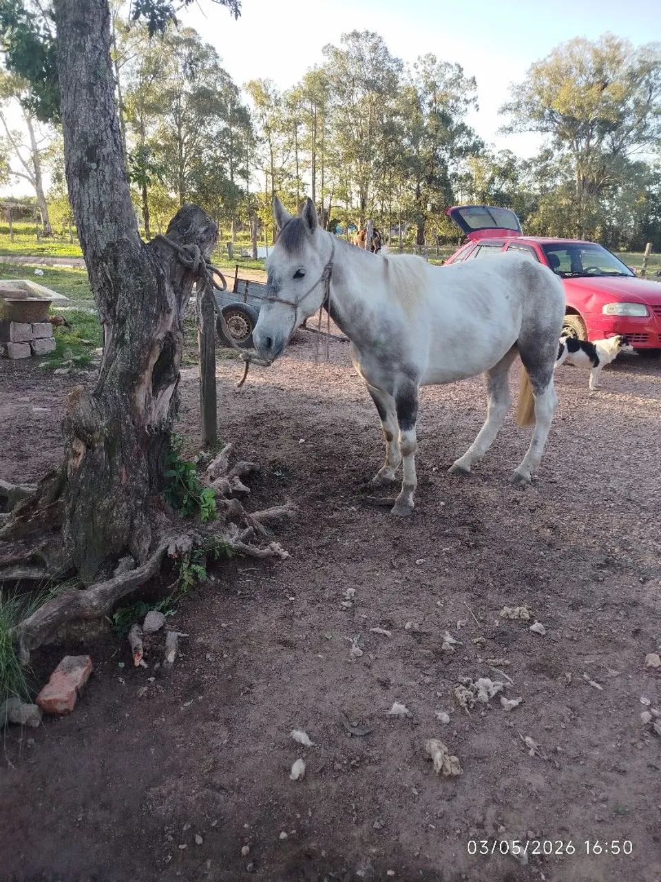 Cavalo domado manso de montaria whats * - Foto 5