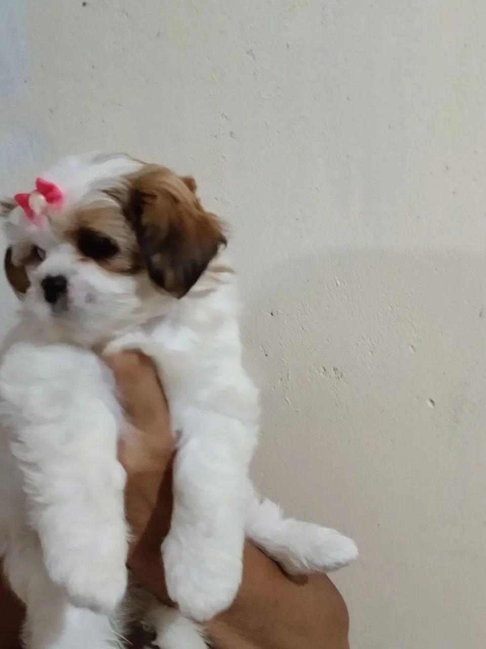 Filhote de ilhasa Apso com pedigree  - Foto 2