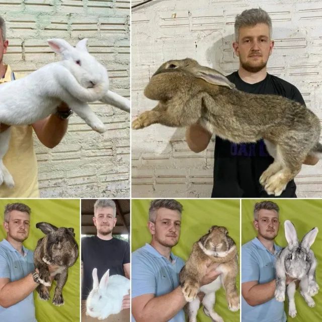 Coelhos Gigantes e Nova Zelândia entre outras raças