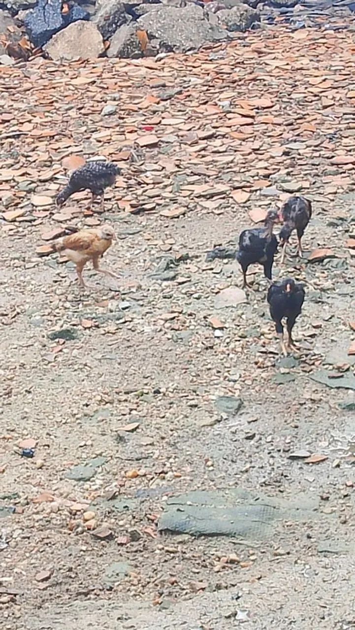 6 pintos  - Foto 5