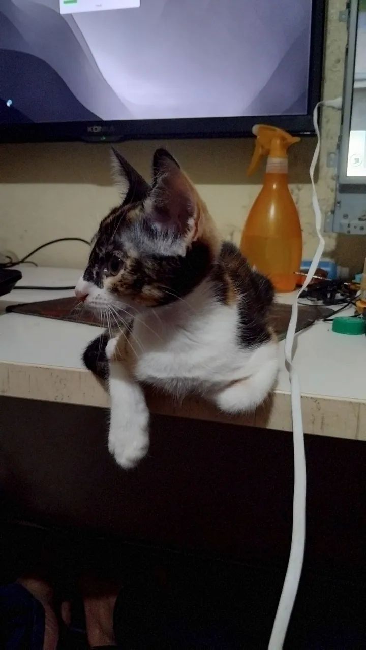 Gatos para doação  - Foto 2