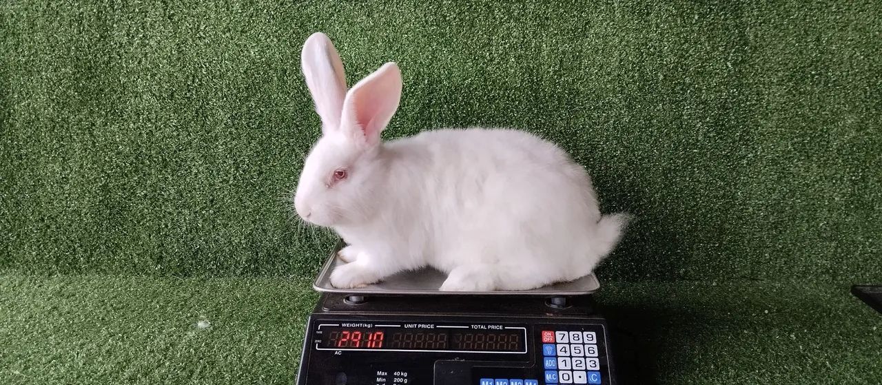 Filhotes de gigante de Flandres 