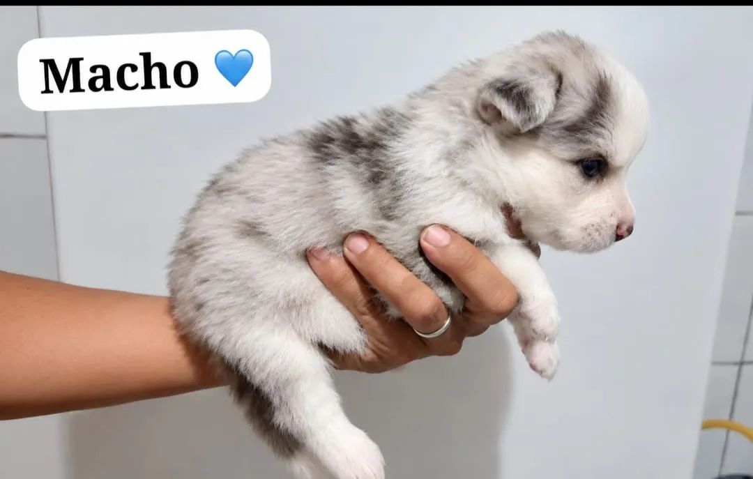 Filhotes de husky siberiano  - Foto 2