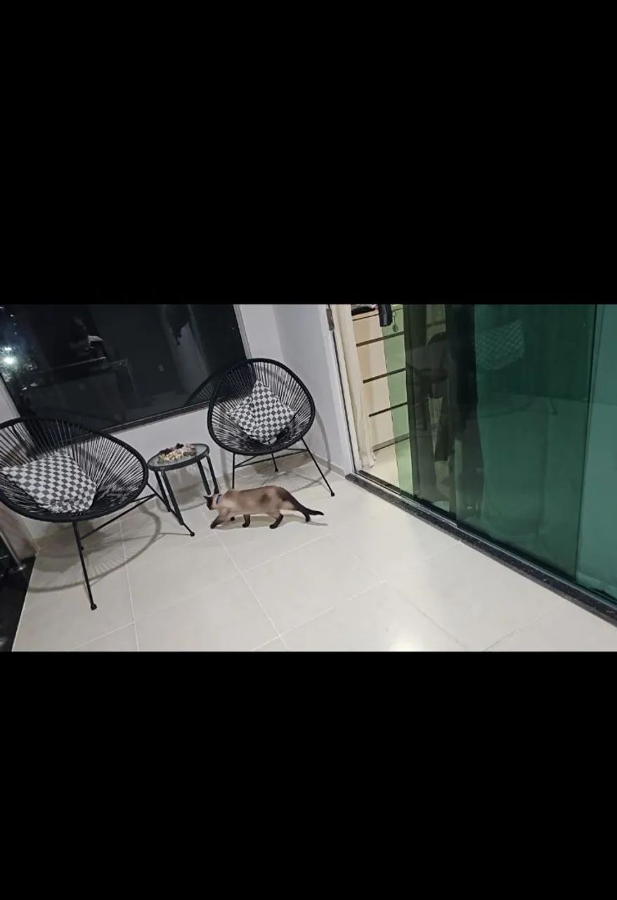 Gato siamês  - Foto 4