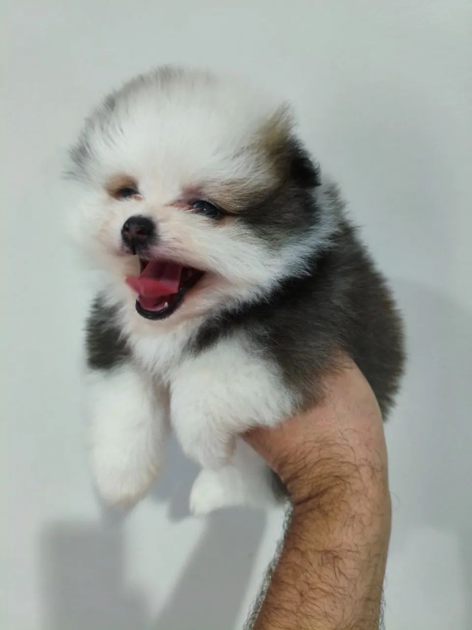 Lindo macho de Spitz alemão anão exótico. - Foto 3