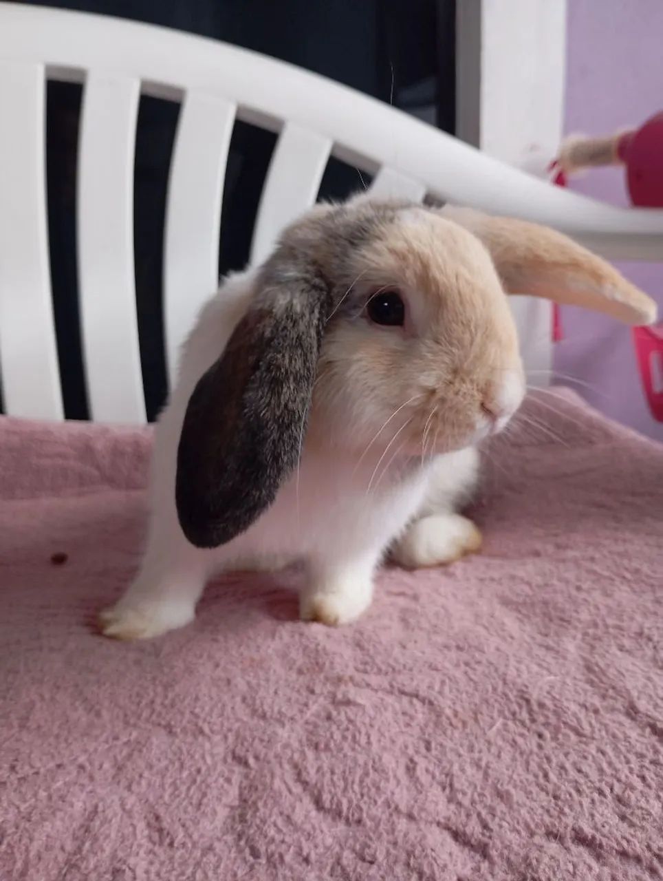 Mini Lop macho - Foto 3