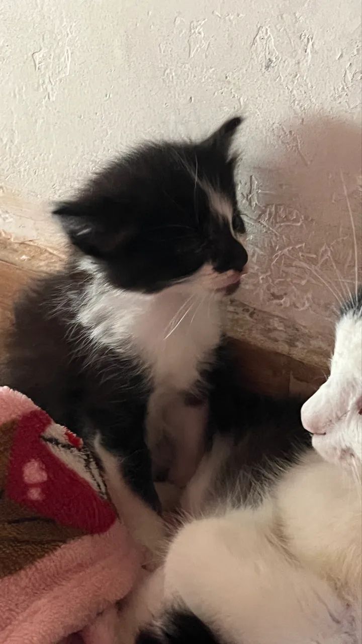 Doação de gatinhos filhotes  - Foto 6
