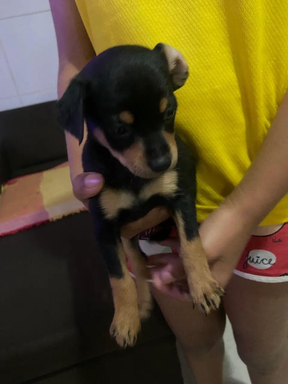 Vendo filhote de pinscher  - Foto 3