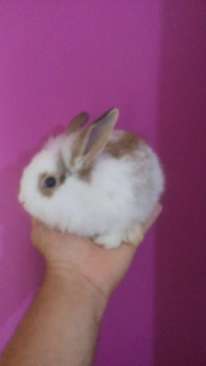 Mini coelhinho  - Foto 3