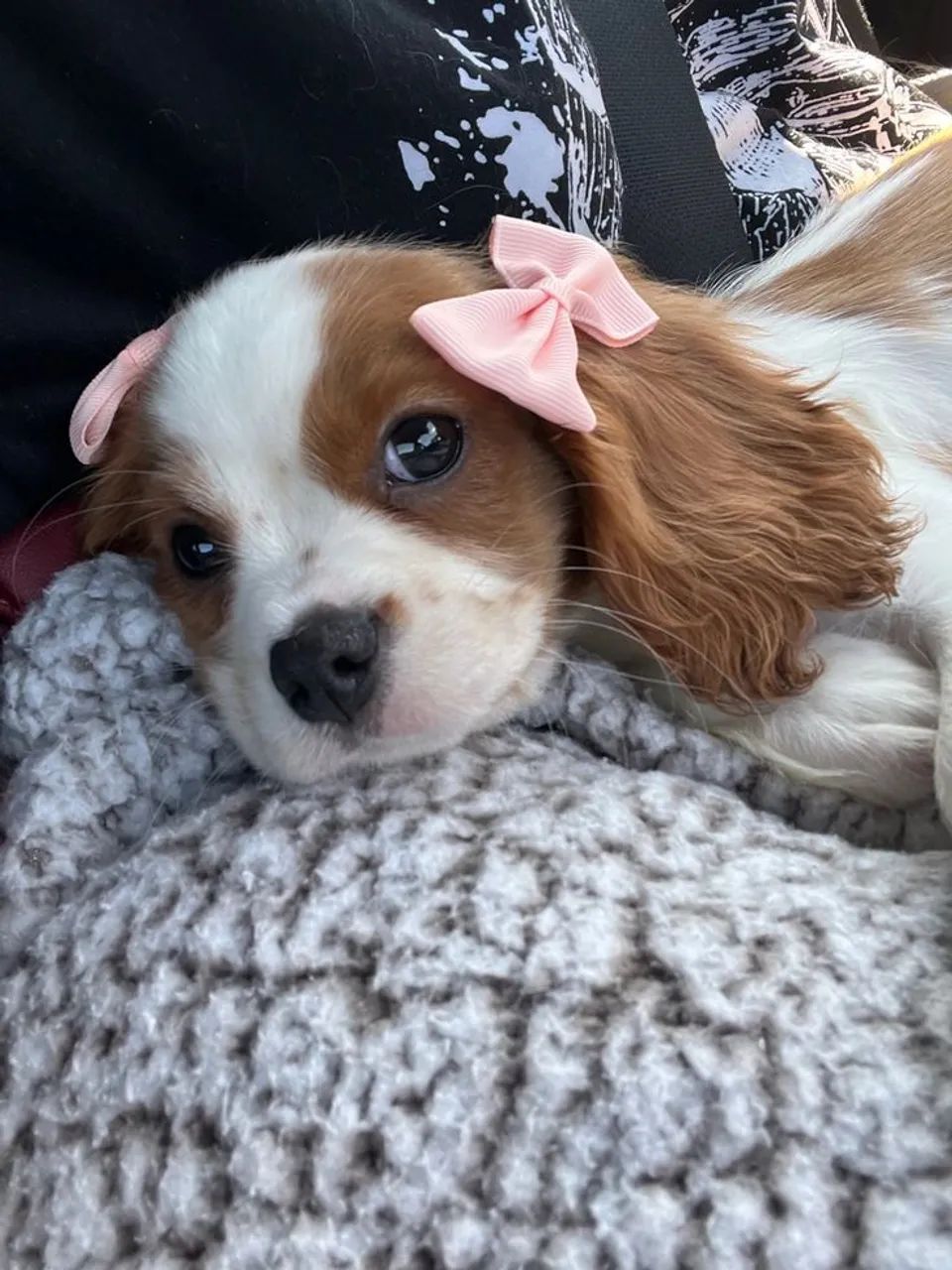 Filhotes de Cavalier king  - Foto 4