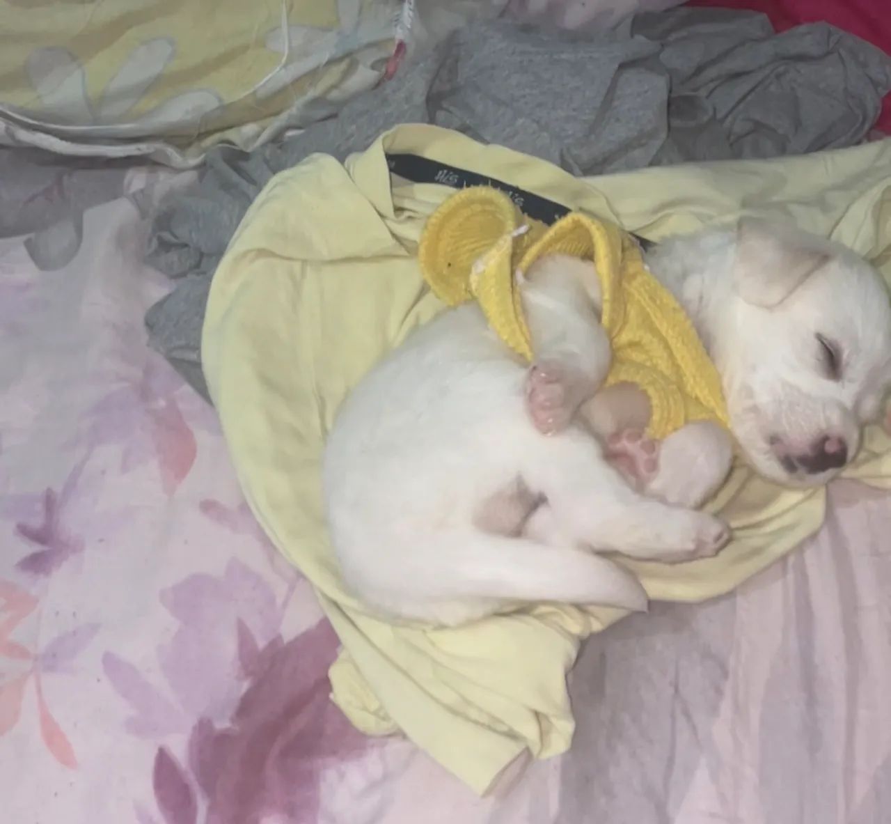 Poodle com Golden - Foto 2