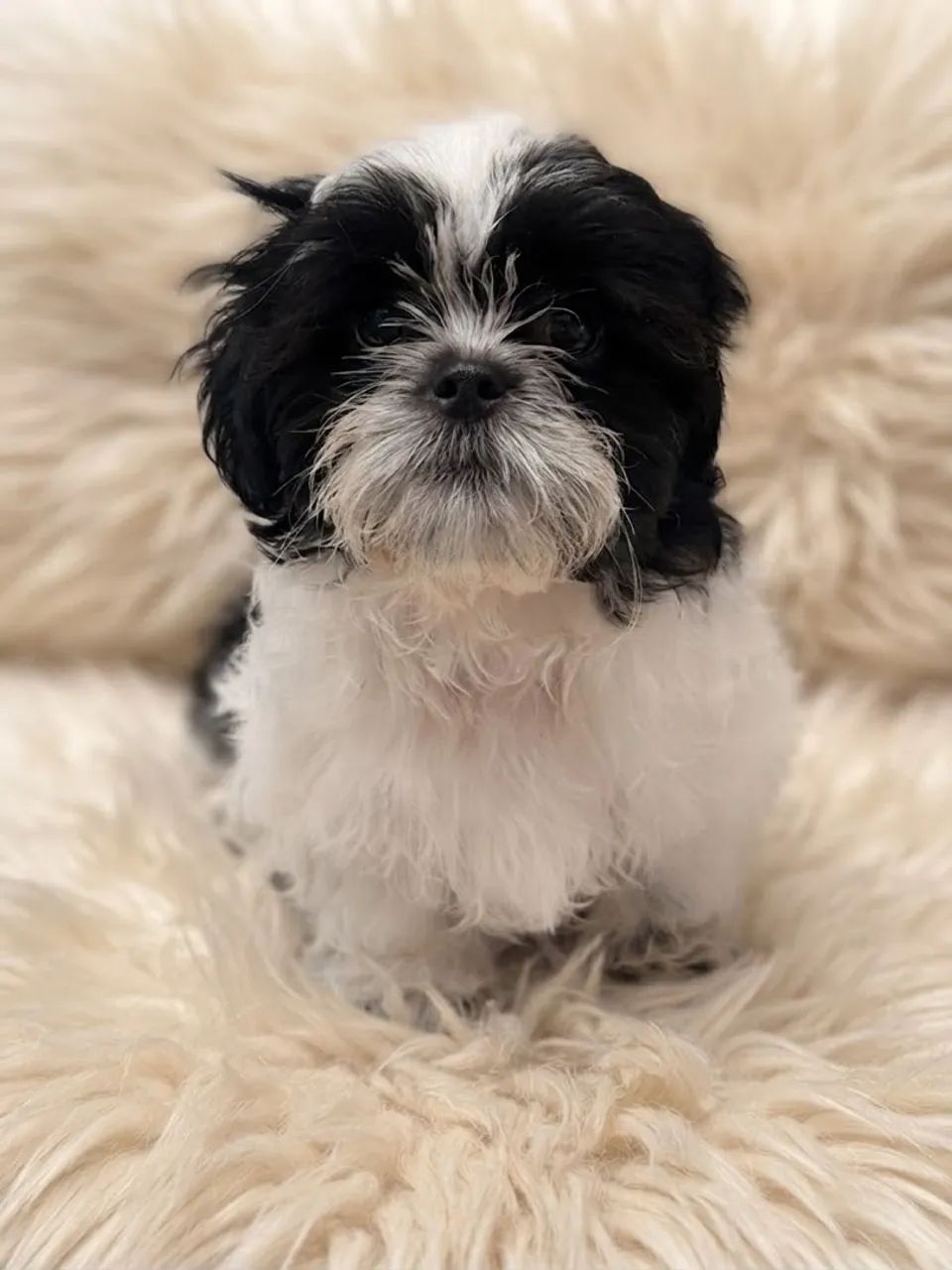 Shih tzu