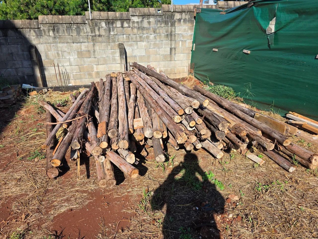 Escoras de eucalipto