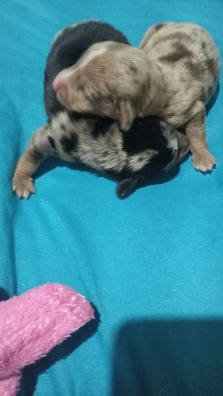Cachorro ? - Foto 4