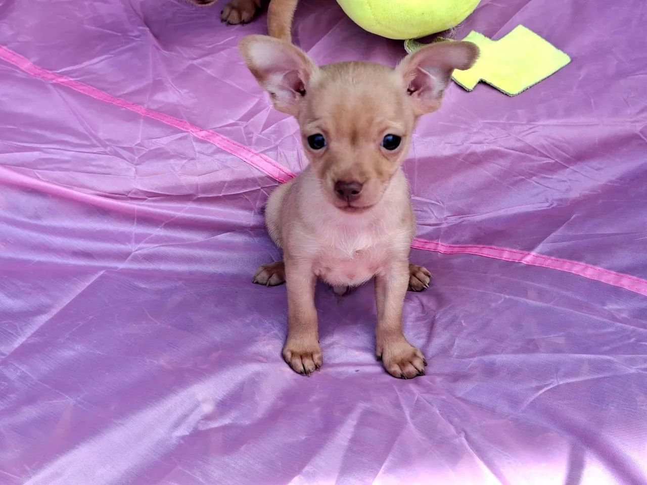 Pinscher machinho - Foto 2
