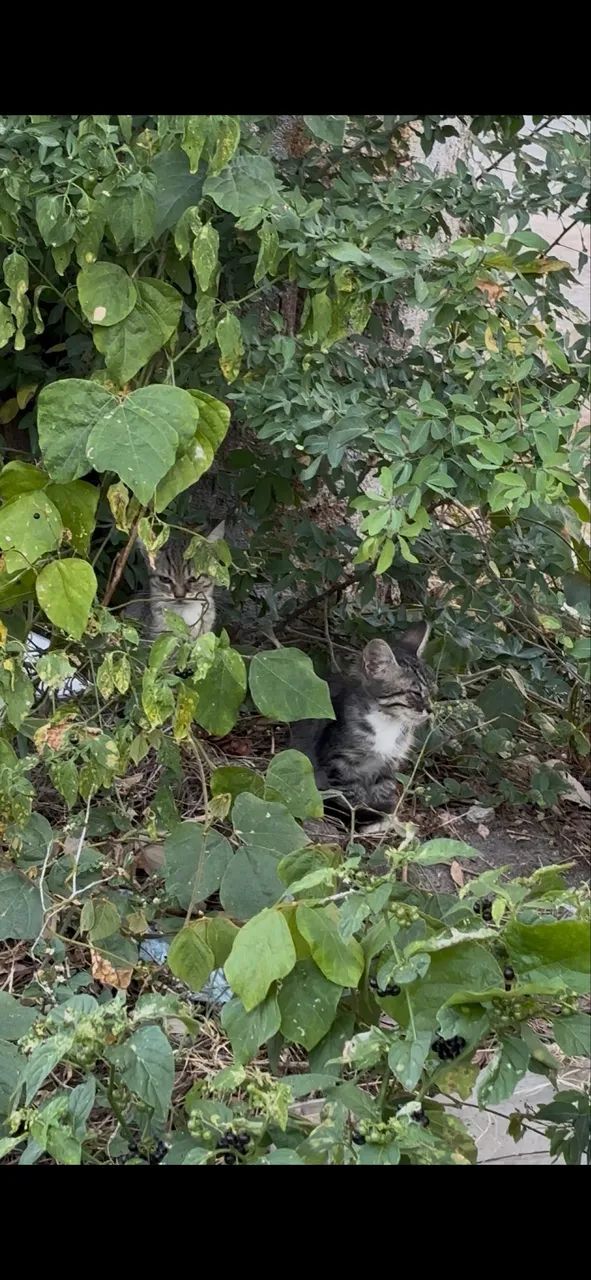 Gatinhos para adoção responsável  - Foto 2