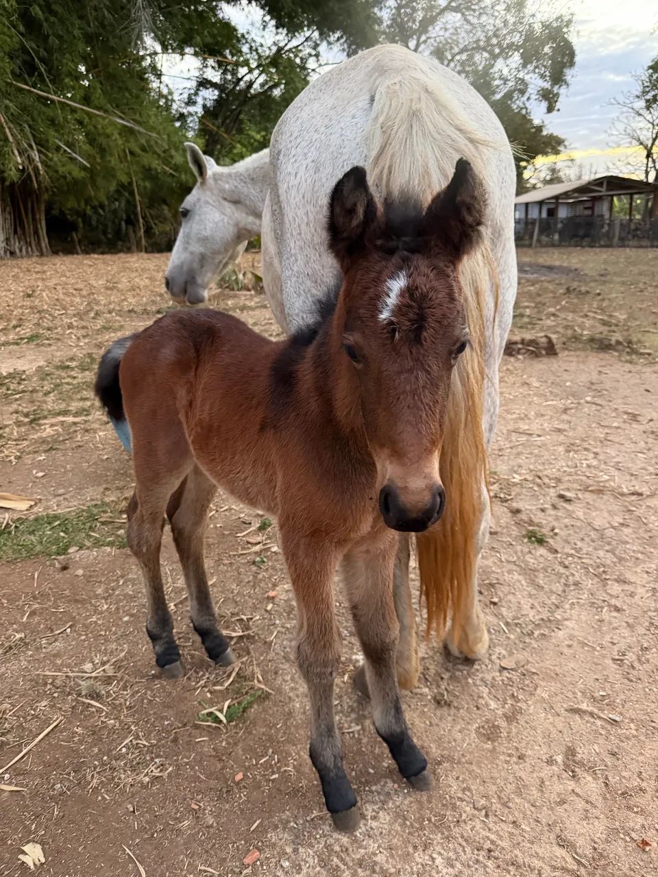 Égua com potra  - Foto 4