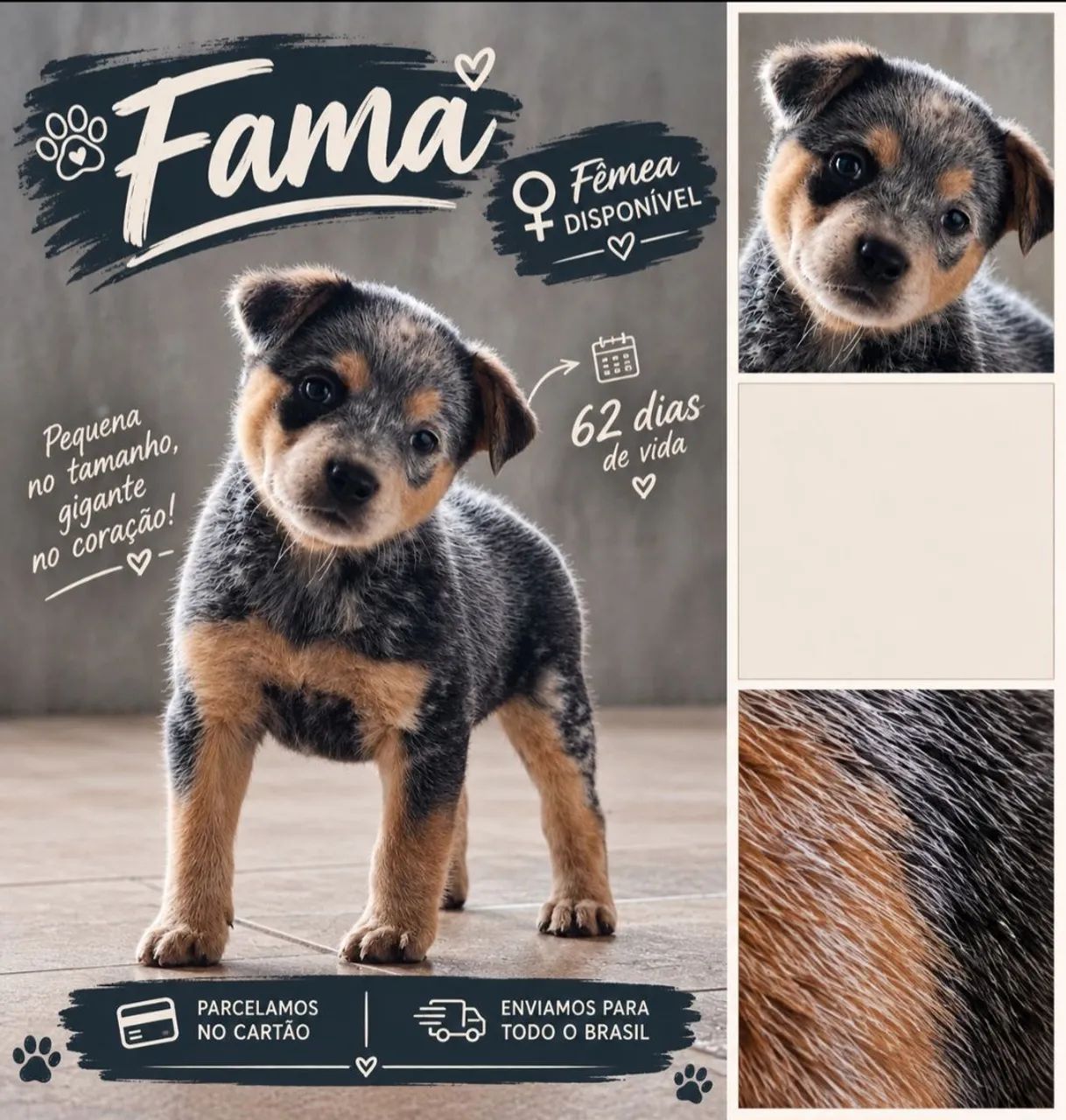 Blue Heeler 