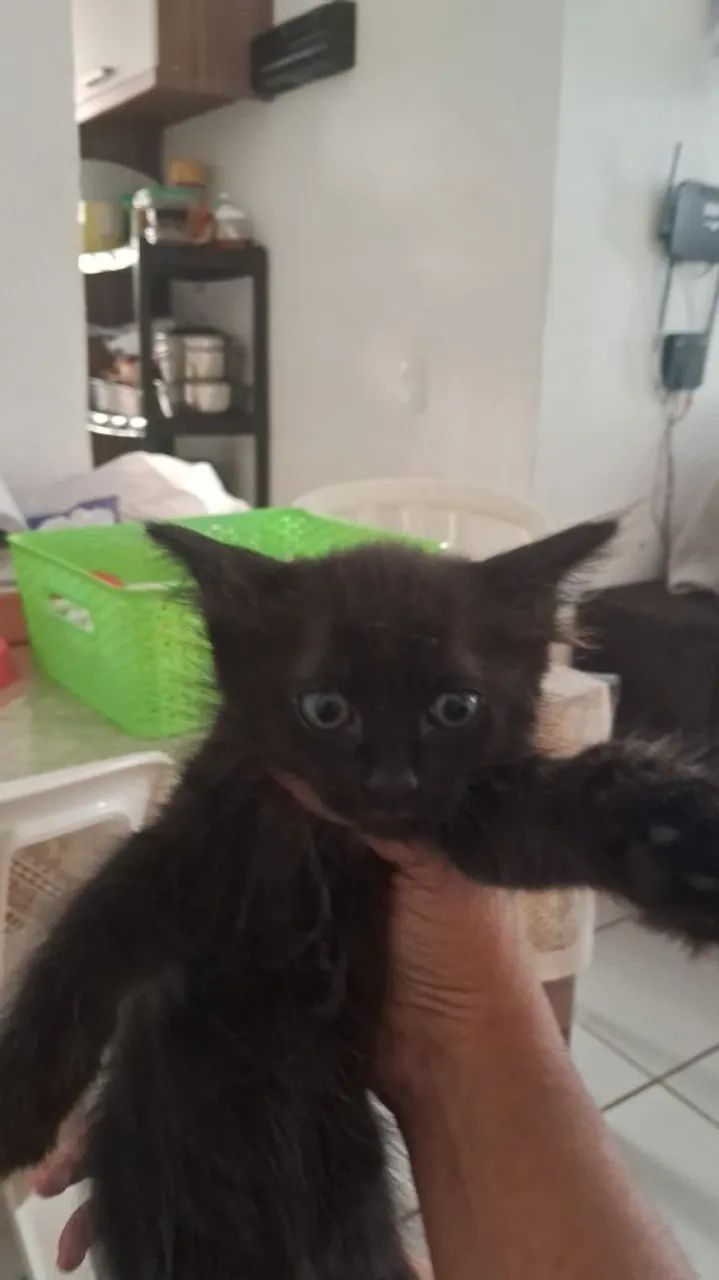 Adoção de gatinhos - Foto 3