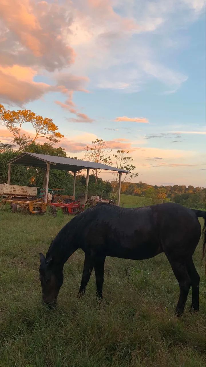 Troco égua Qm  - Foto 3