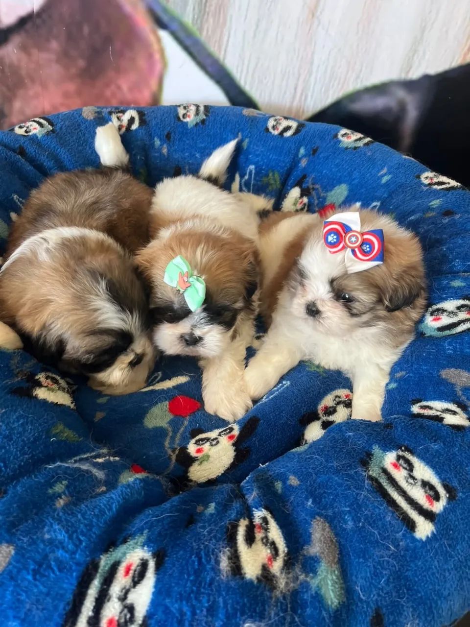 Shihtzus - Foto 5