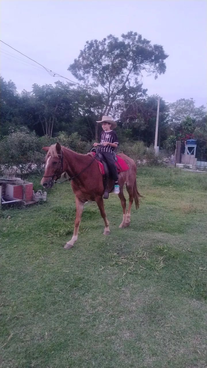 Égua 8 anos - Foto 3