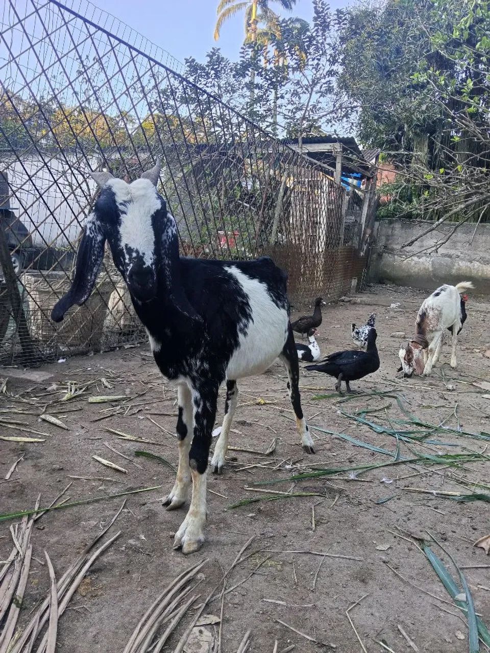 Cabra recém mojada - Foto 3