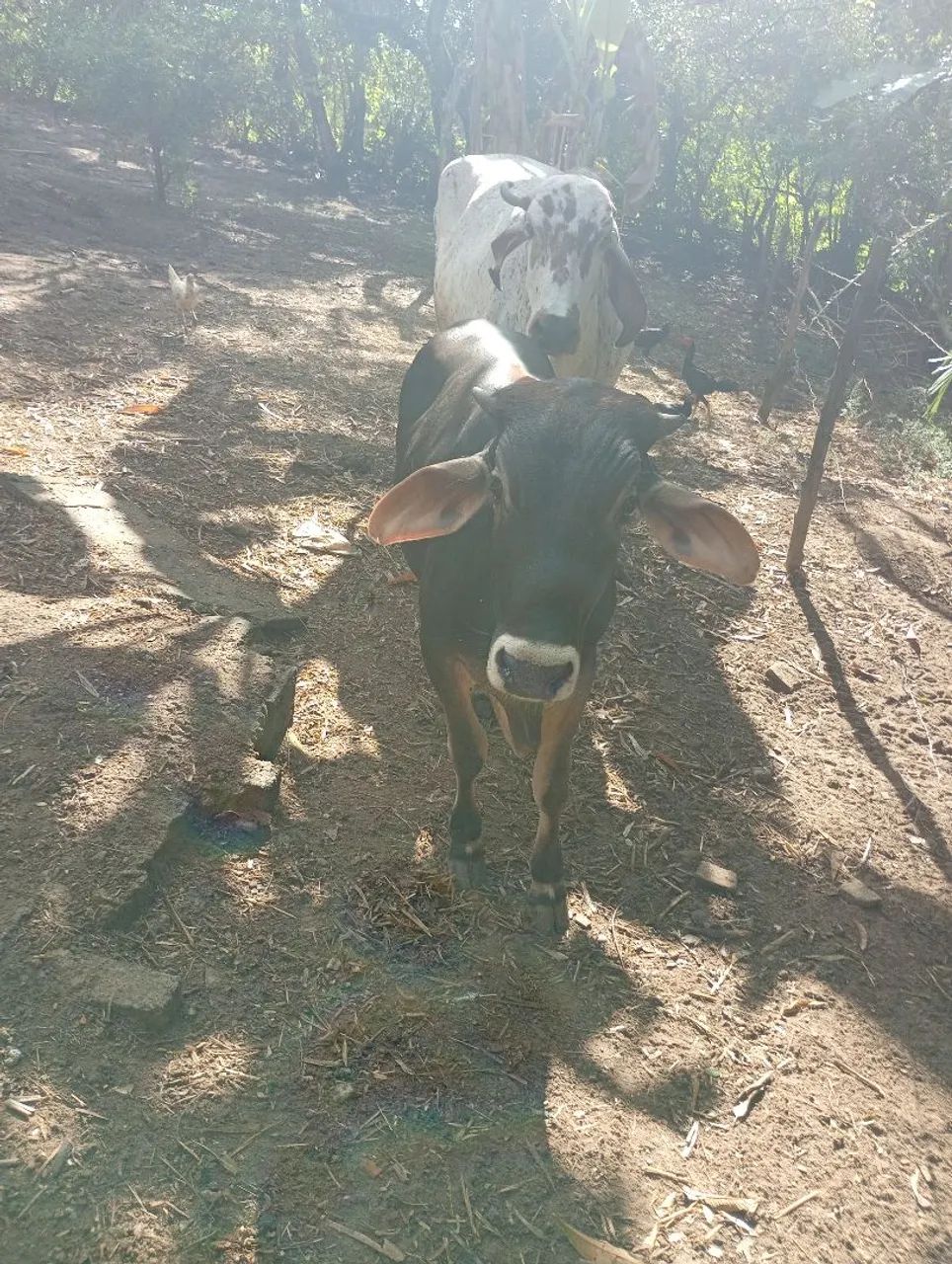Bezerro/ garrote - Foto 4