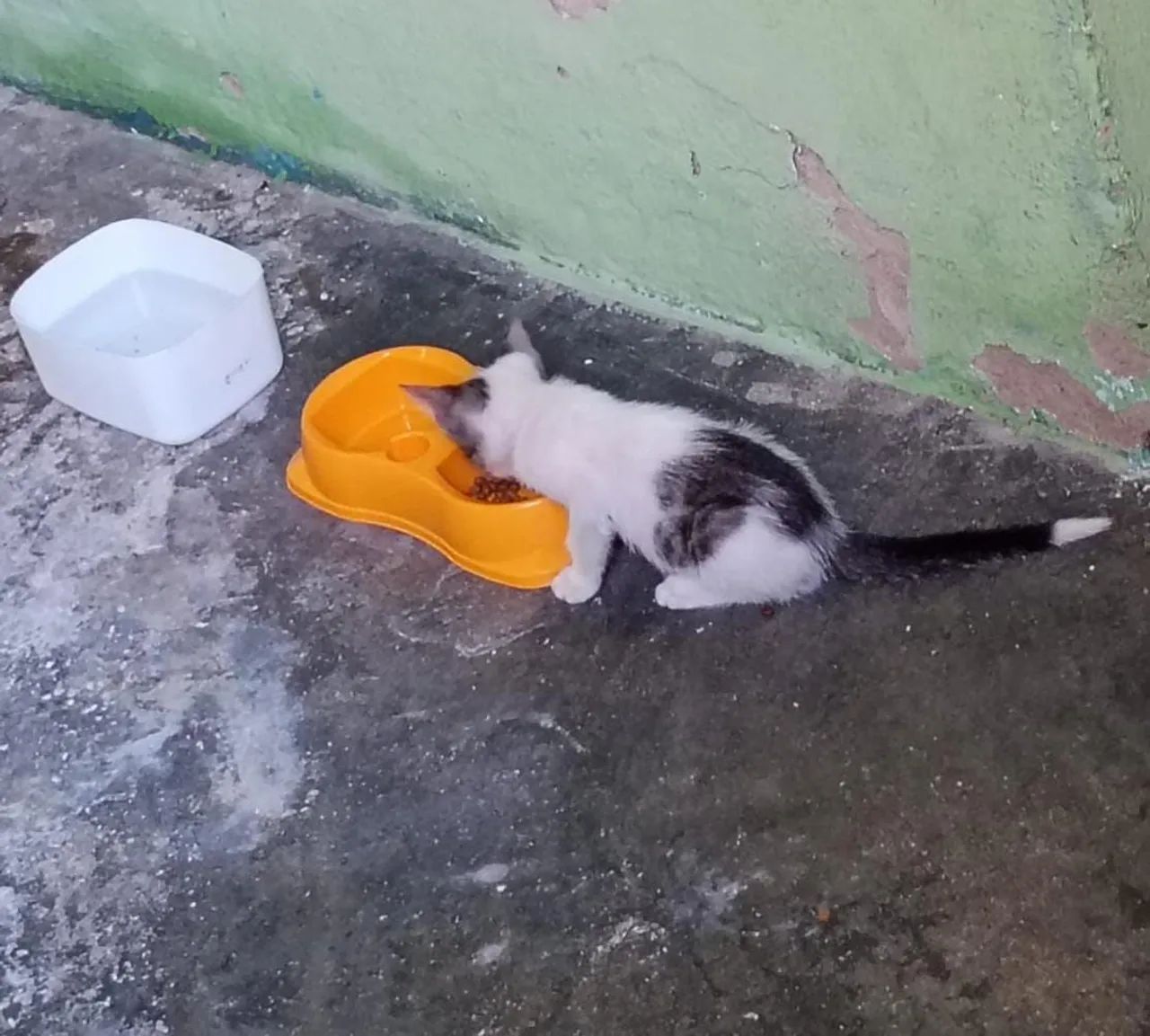 GATINHO ADOÇÃO RESPONSAVEL - Foto 4