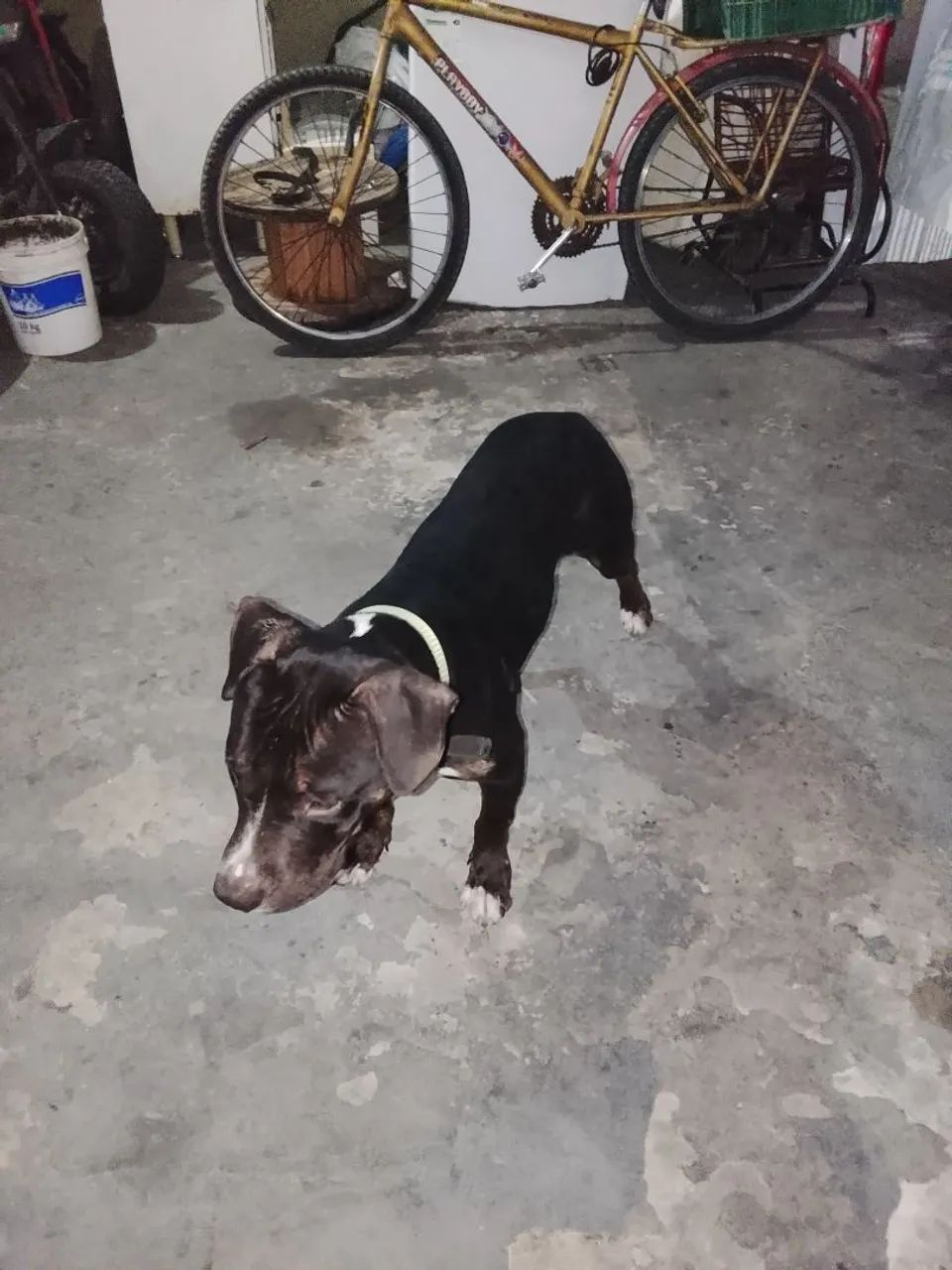 Pit Bull  - Foto 2