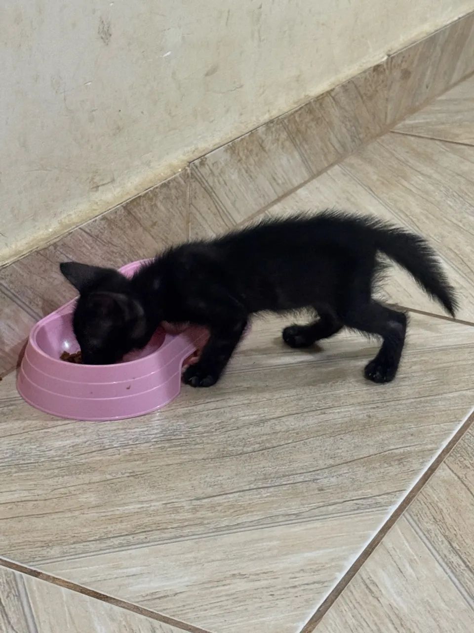 Gatos doar - Foto 3