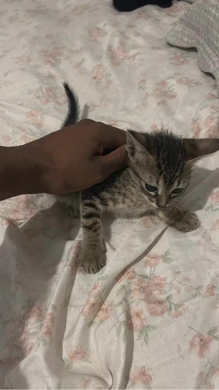 Gato