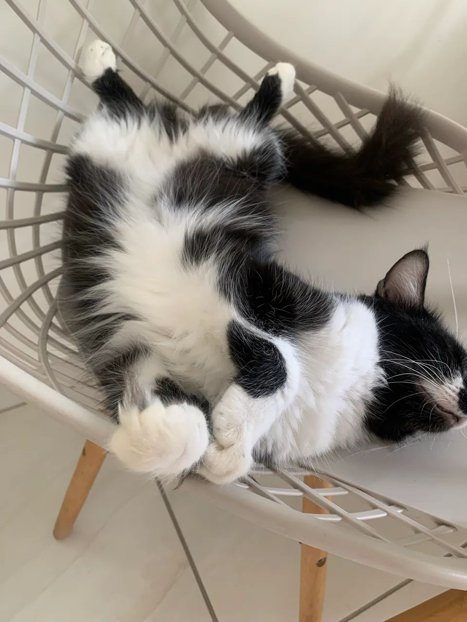 Doação de duas gatas 