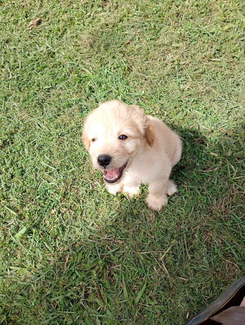 Filhotes de Poodle  - Foto 4