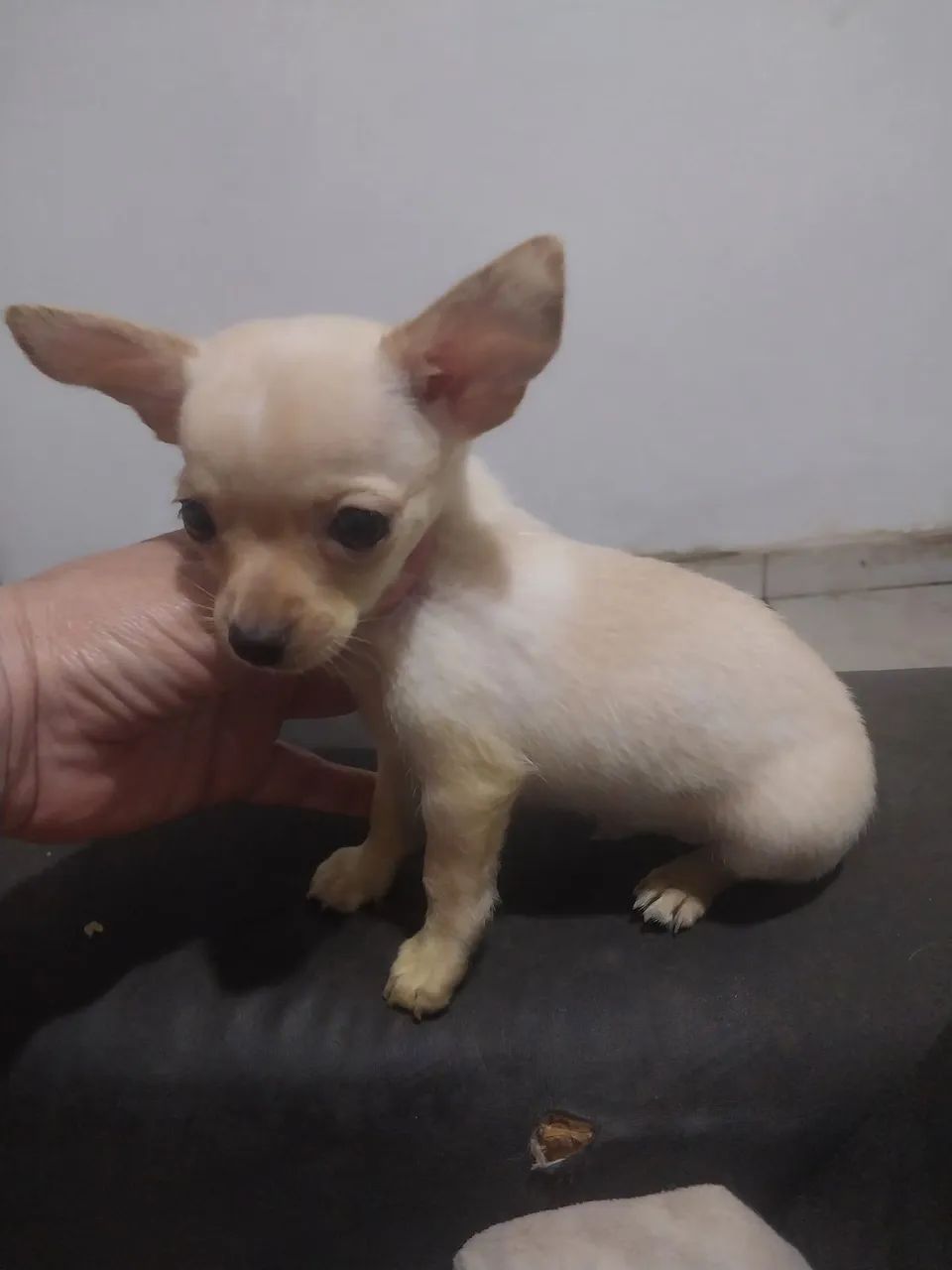 Chihuhua  - Foto 2