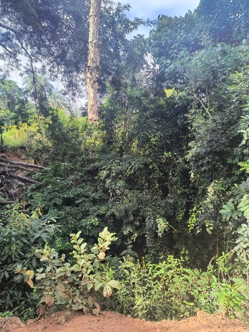 SITIO MARAVILHOSO EM CAETÉ - Foto 4