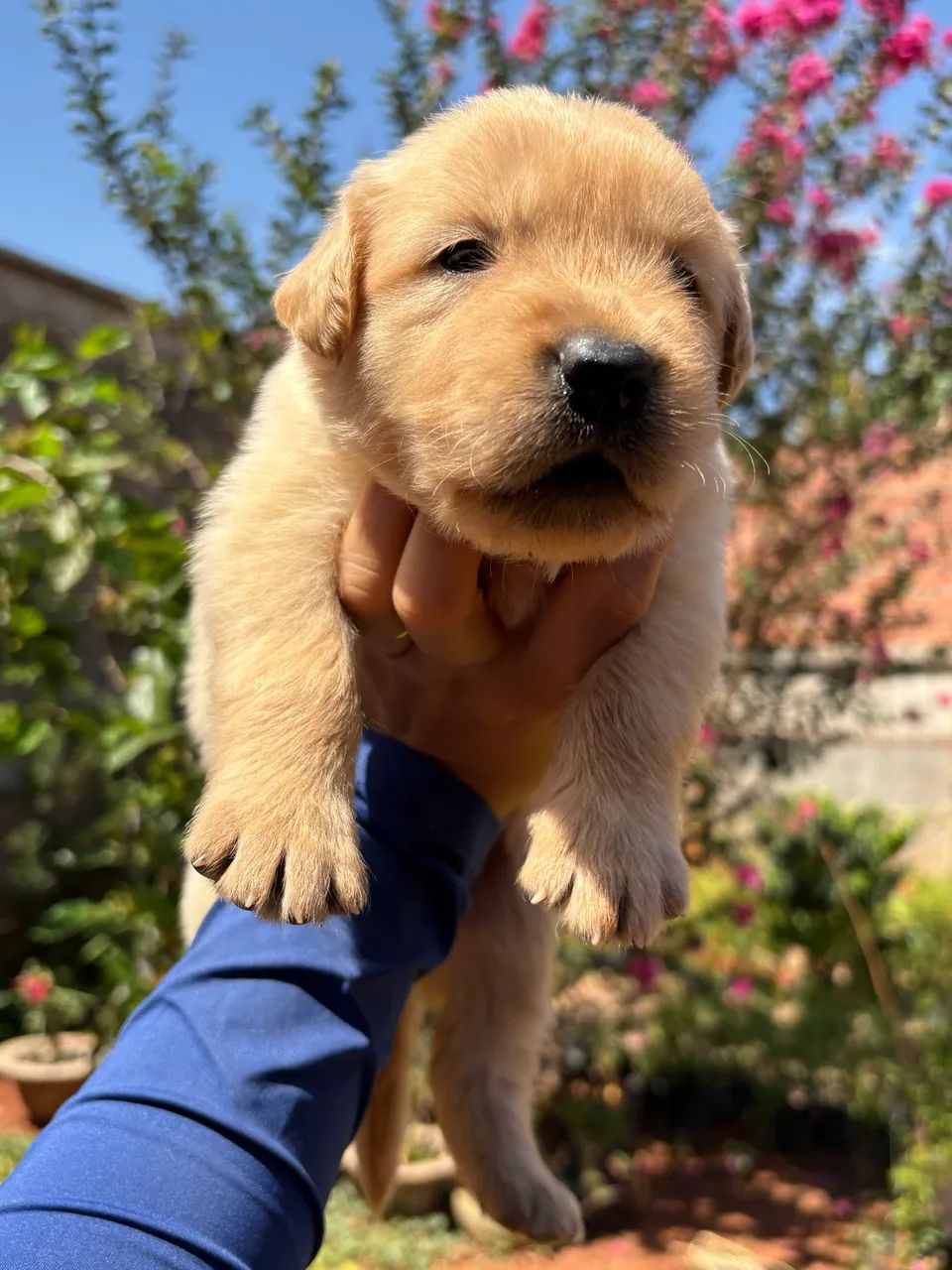 Golden retriever  - Foto 3