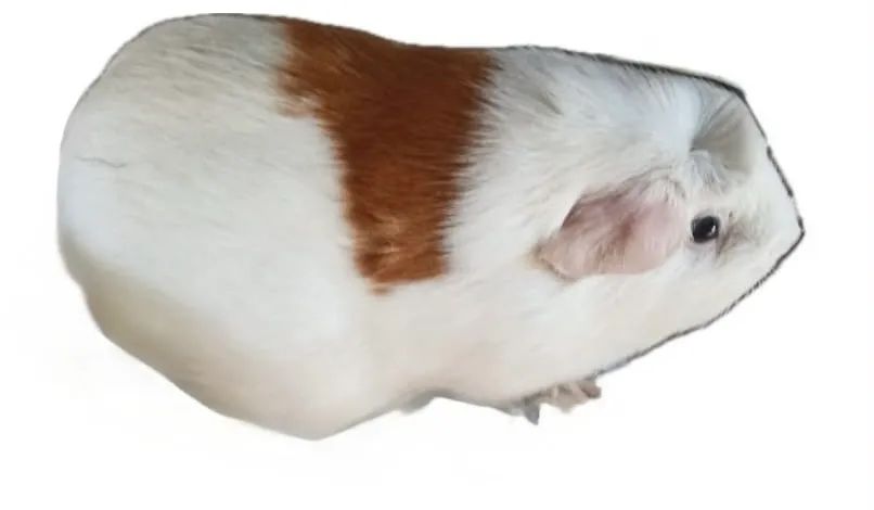 Animais 