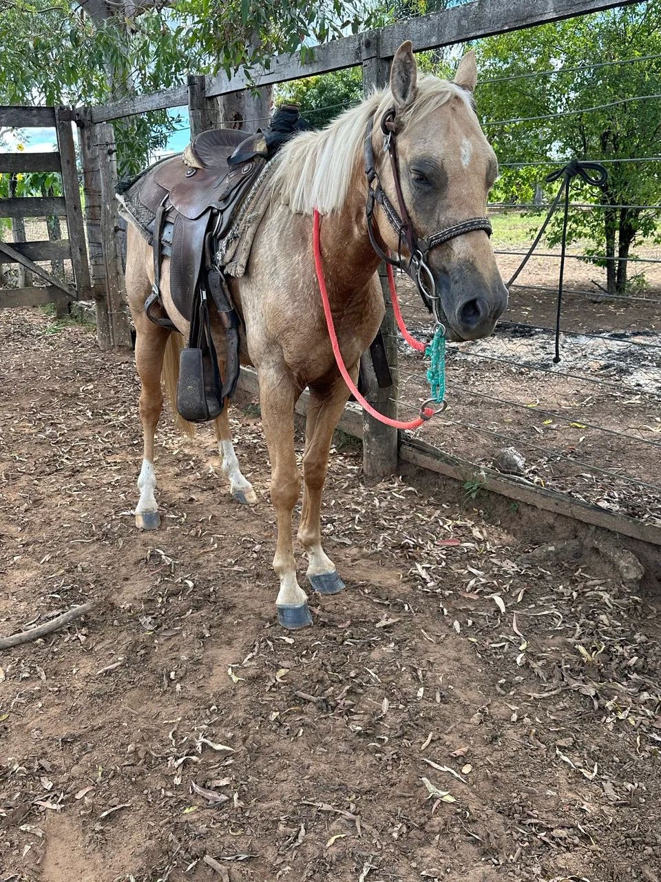 Cavalo Quarto de Milha