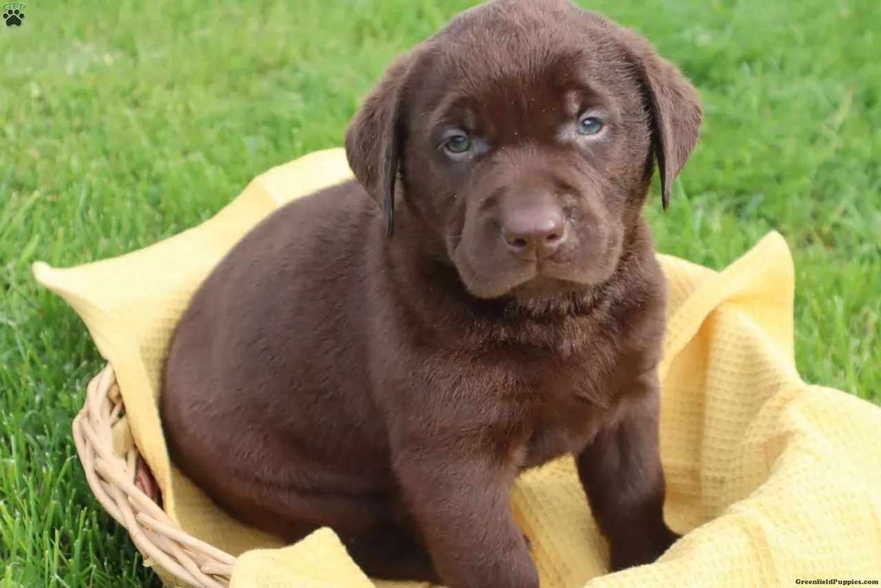 Labrador Chocolate | Vacinado e Vermifugado 