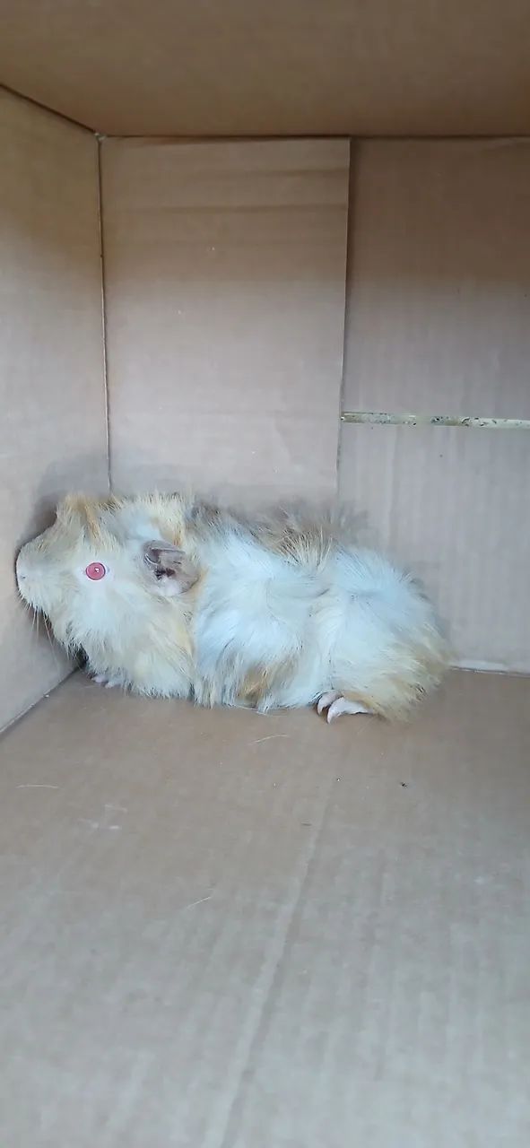 Guinea Pig Lot..439274687264215041