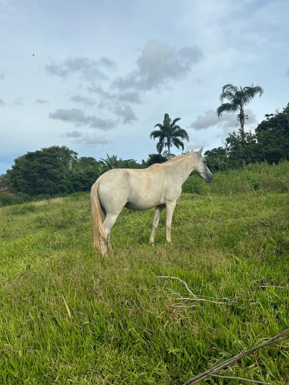 Égua  - Foto 2