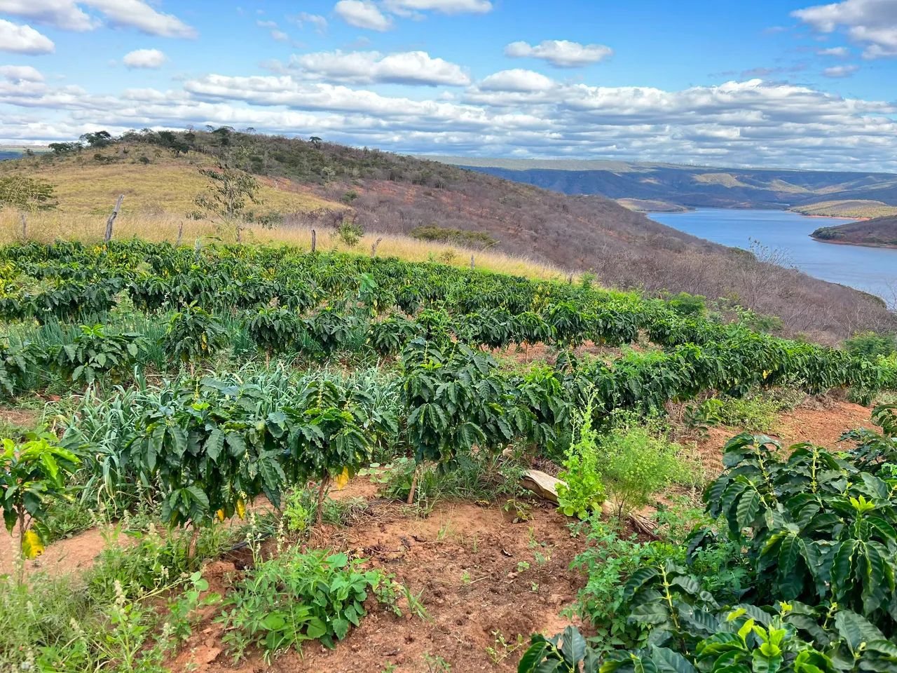 Sítio a Venda, 25 hectares!