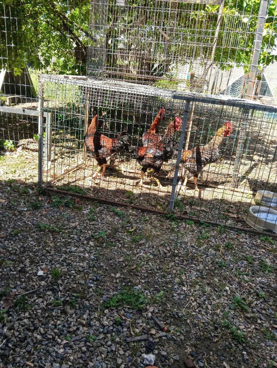 Vendo 4 frangotes indiano tailandês  - Foto 4