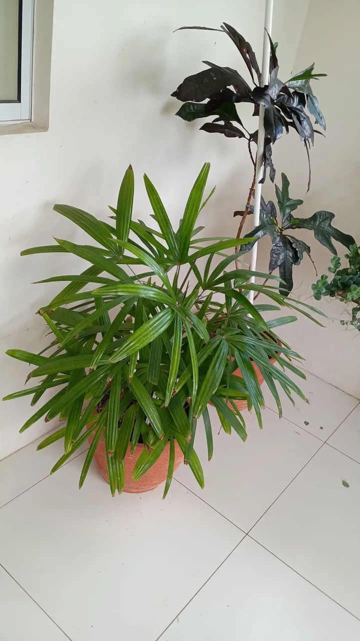 Vende planta 