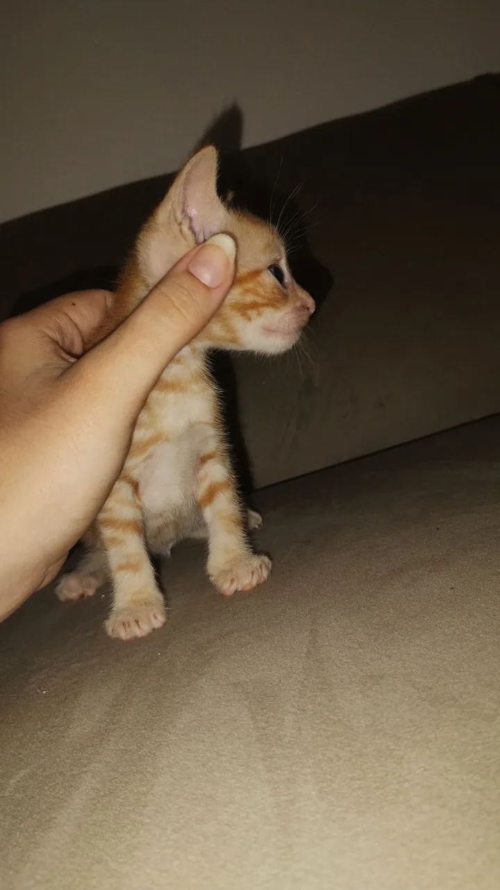 Doa-se filhotes de gato. - Foto 2