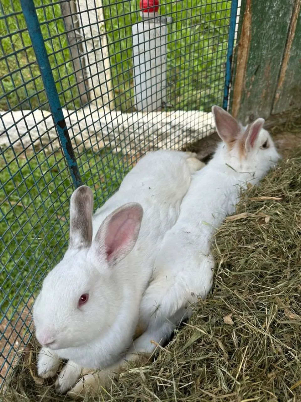 Coelhos  - Foto 2
