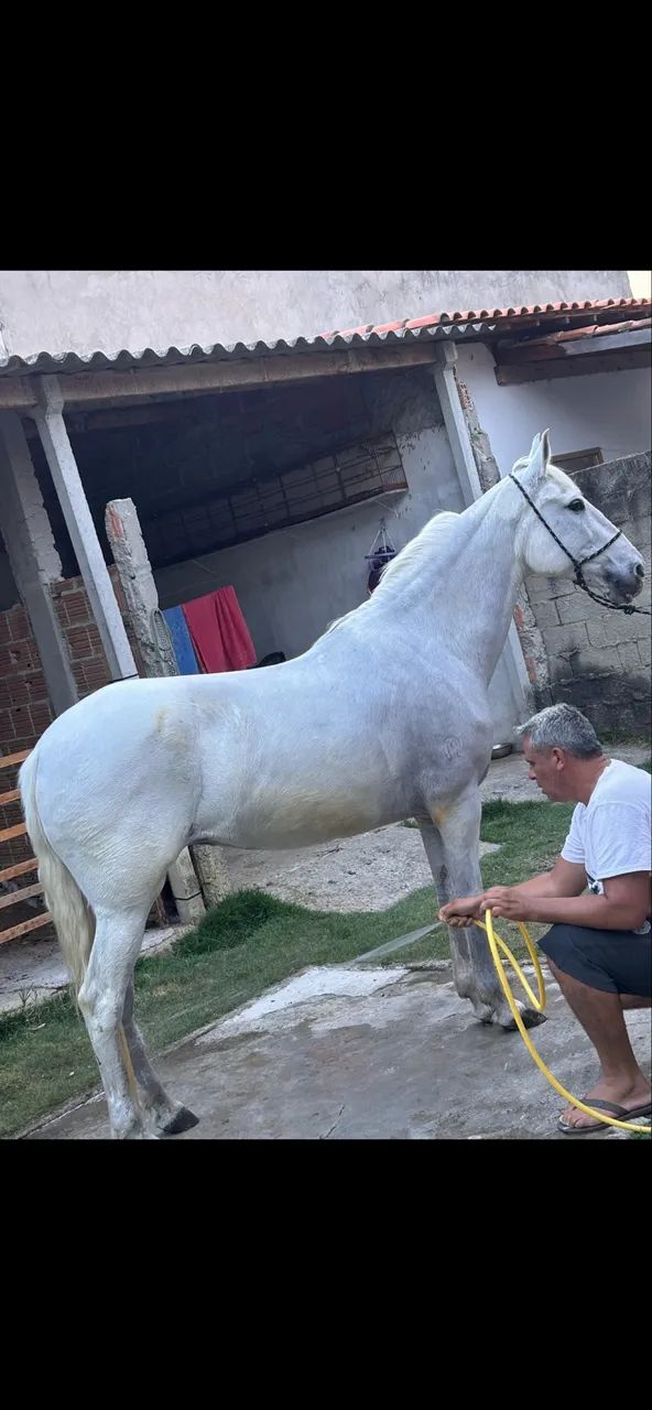 Égua Mangalarga Marchador - Cavalo - Foto 3